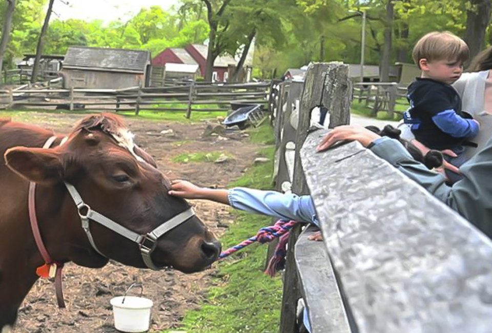 Photo of cow at Stamford Nature Center-Visiting Connecticut with Kids