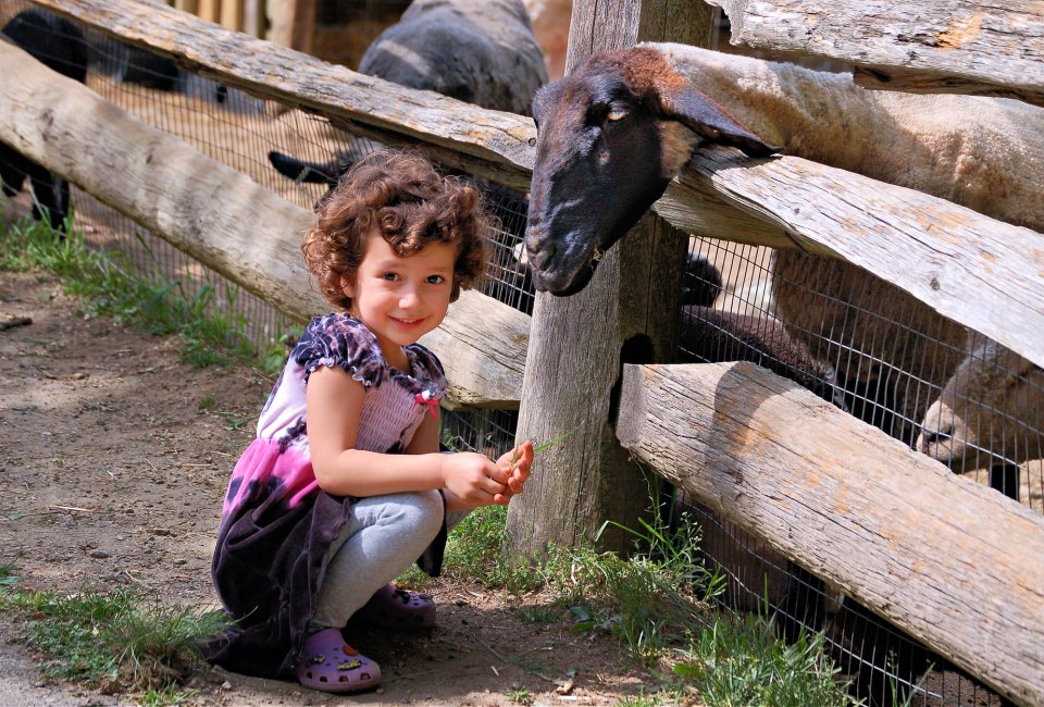 With a working farm, plenty of trails to explore, and hands-on programming, the Stamford Museum & Nature Center is a family-friendly wonderland. Photo courtesy of Stamford Museum & Nature Center