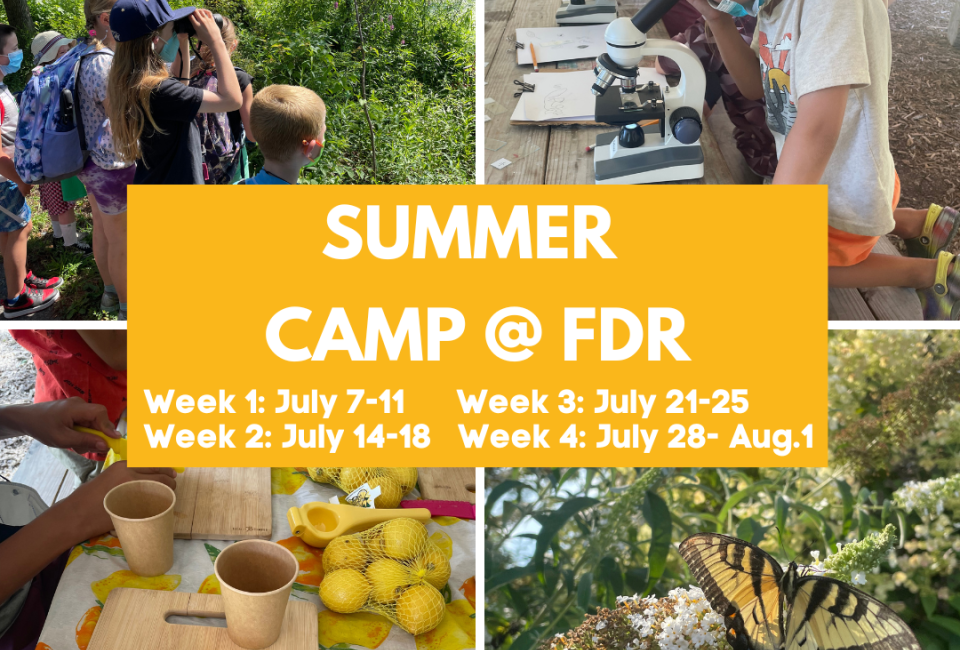 Dandelion Summer Camp @ FDR Park