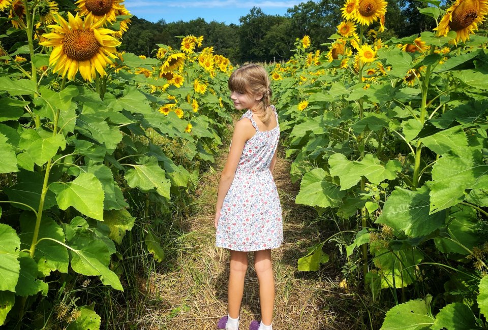Stroll a nearby sunflower farm in Connecticut. Photo by Ally Noel