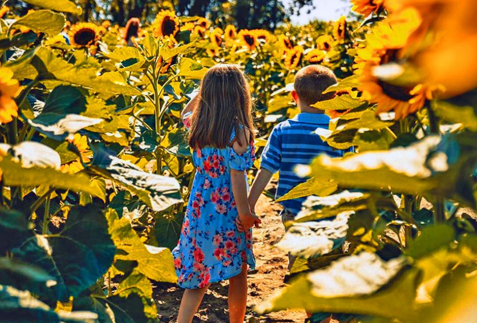 Lose yourself in a patch of sunflowers at Johnson's Locust Hall Farm. Photo by Cody Conk