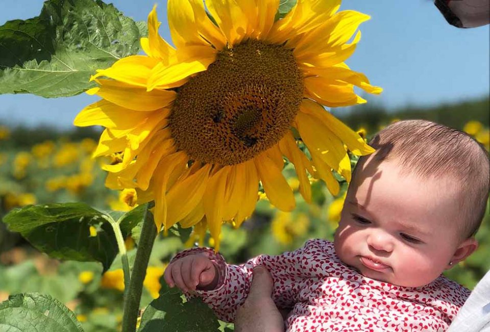Celebrate summer at Alstede Farms' Sunflower Festival. Photo courtesy of the farm
