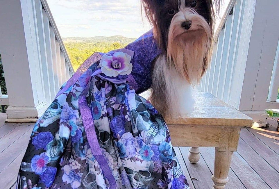 Super Pet Expo