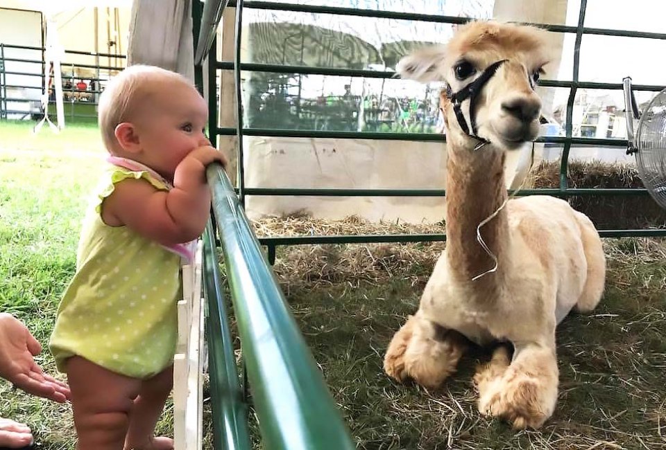 Meet the sweet alpacas at Swallow Hill Farms Alpaca Open House. Photo courtesy of the farm