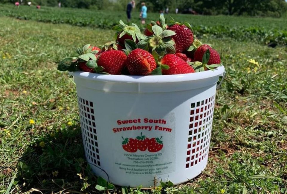 basket of strawberries in a field