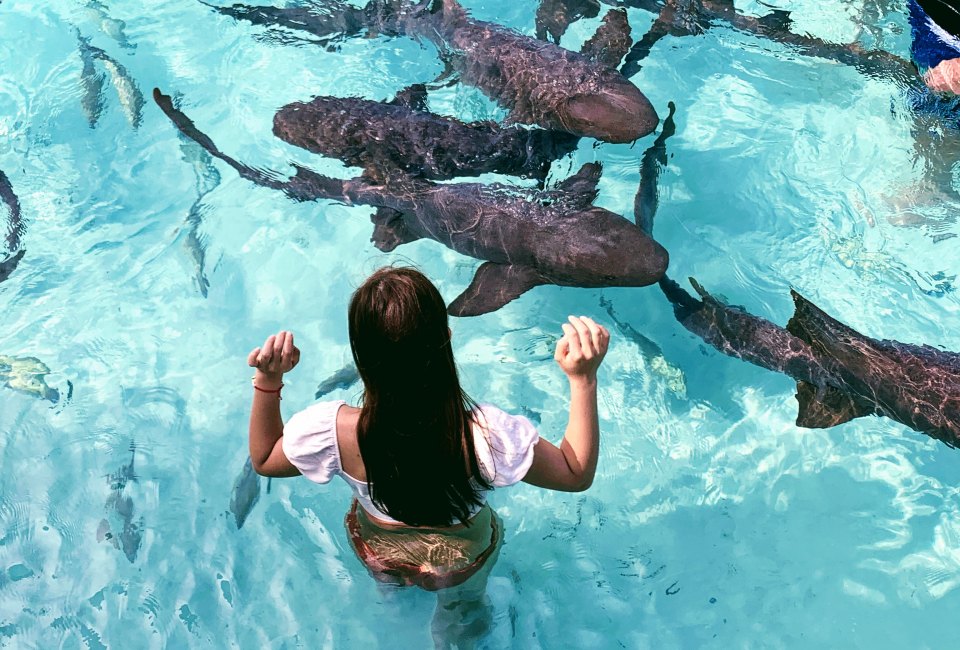 Meet nurse sharks during a day trip around the Exumas, a string of islands in the Bahamas.