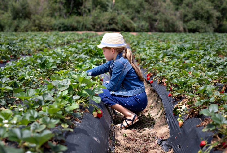 Things To Do with Orange County Kids Before They Grow Up: Strawberry Picking at Tanaka Farms