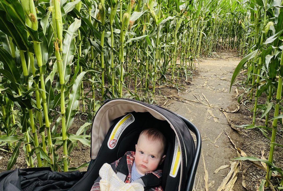 Corn Mazes Near Los Angeles: Tapia Bros Corn Maze in Encino