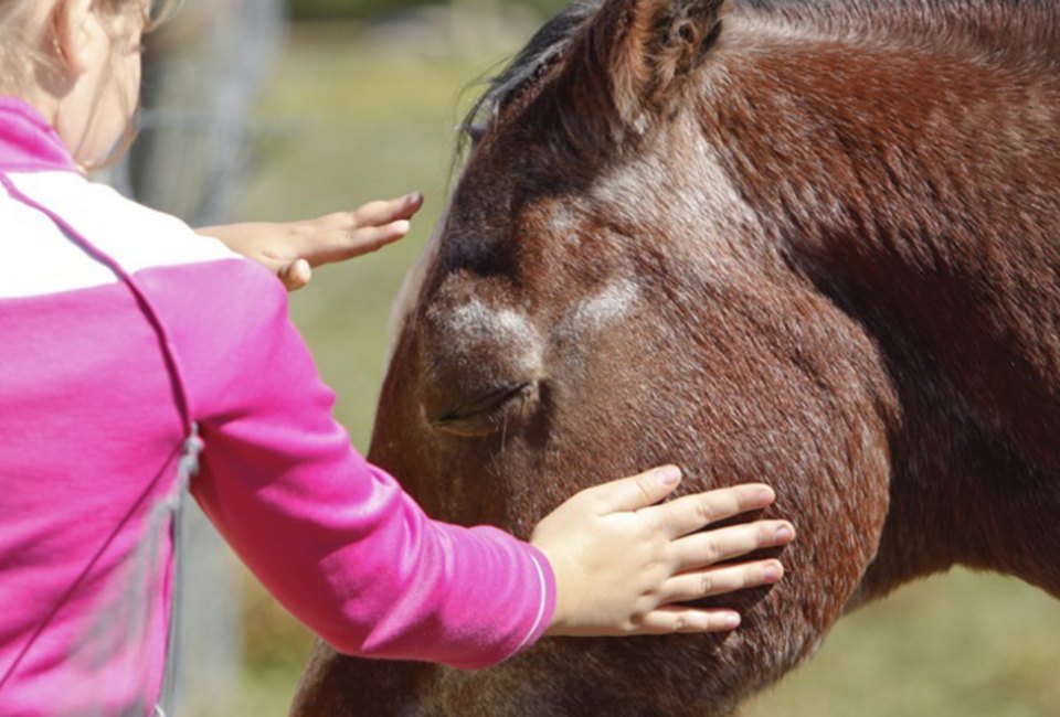 Terhune Orchards is home to friendly horses