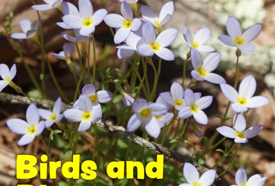 Spring Explorations - Birds and Blooms