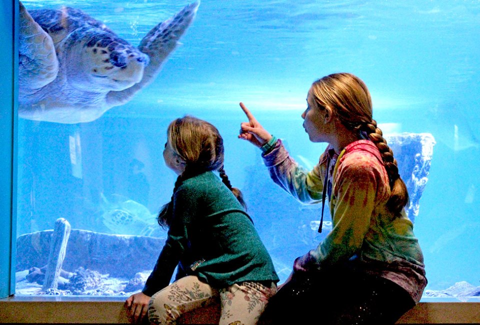 The Maritime Aquarium at Norwalk has 75 animal exhibits and is home to more than 7,000 animals. Photo courtesy of the aquarium