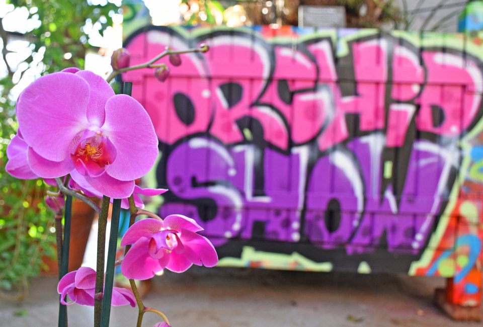 Tower Hill Botanic Garden's Orchid Show is inspired by street art. Photo by Robert Burgess