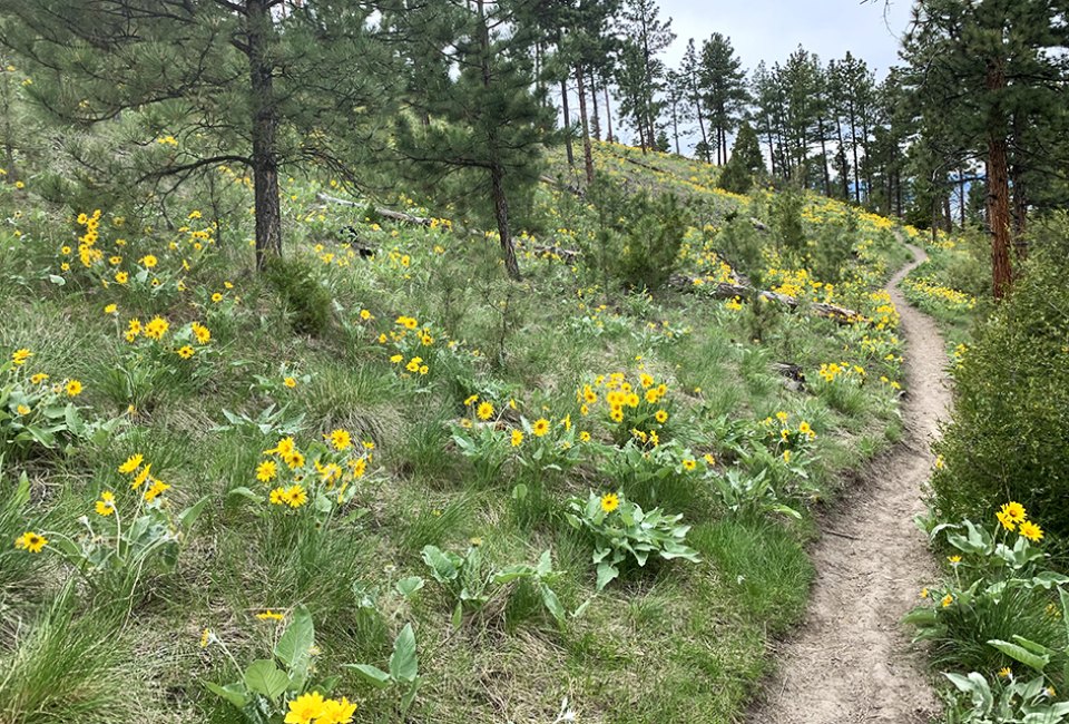Hiking in Mount Helena City Park: Helena, MT with kids 