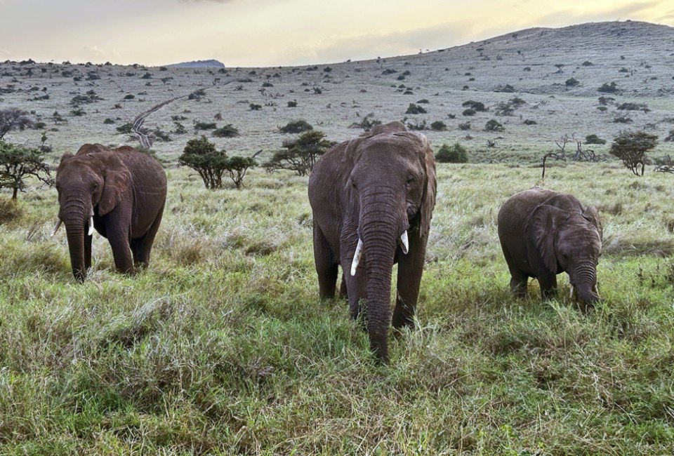 Witness the beauty of elephants on the open plains — pure safari magic! 