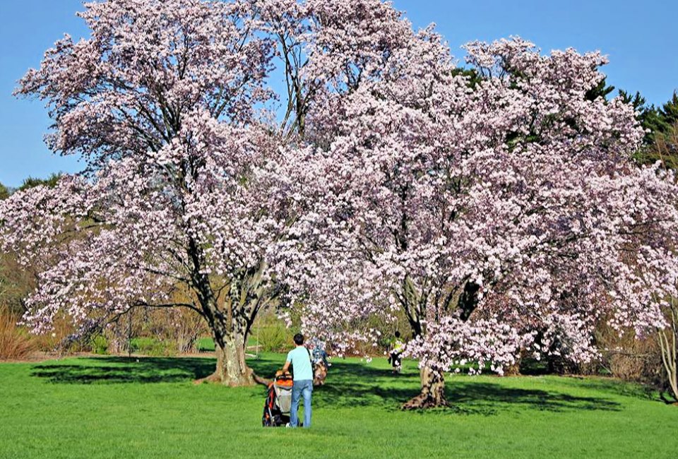 The arboretum is stroller friendly, both on grass and paved trails. Photo courtesy of Arnold Arboretum