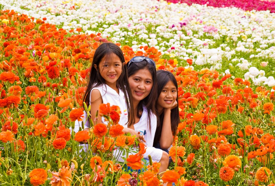 The Flower Fields at Carlsbad are filled with gorgeous blooms. Photo by Chris Jimenez/Flickr/CC-BY-2.0  