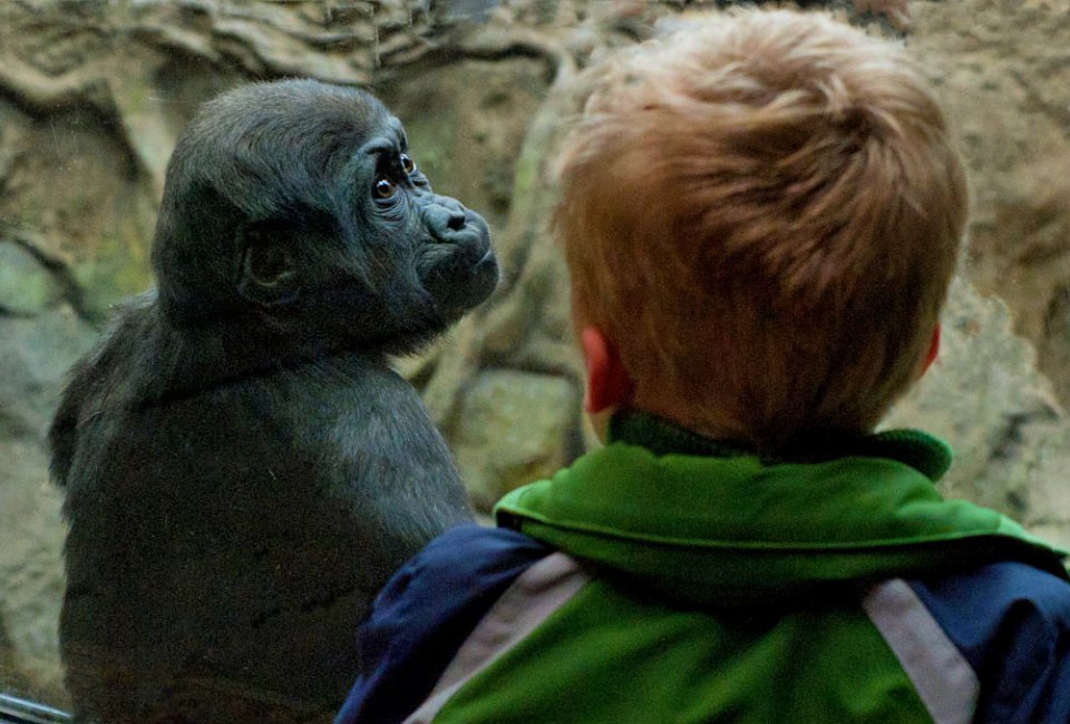 Who you lookin' at?! The Tropical Forest at Franklin Park Zoo. Photo by Don Crasco/Franklin Park Zoo