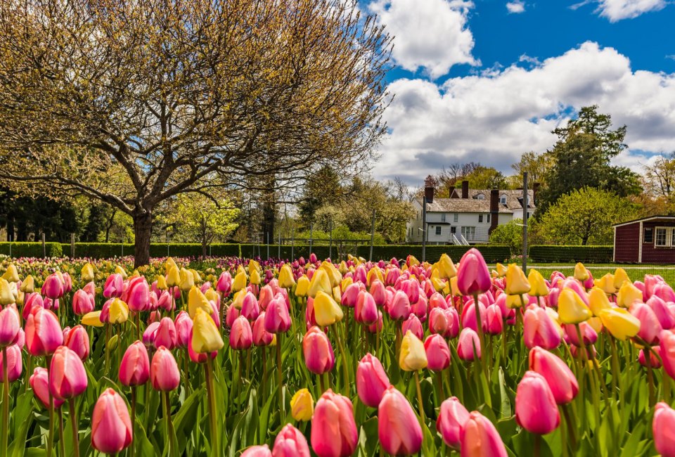 Tulips at the Stevens-Coolidge House. Photo by Anantha Kondalraj/The Trustees