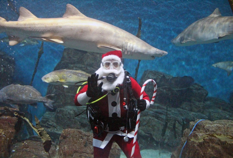 This Santa goes diving with sharks. Photo Courtesy of Norwalk Maritime Aquarium