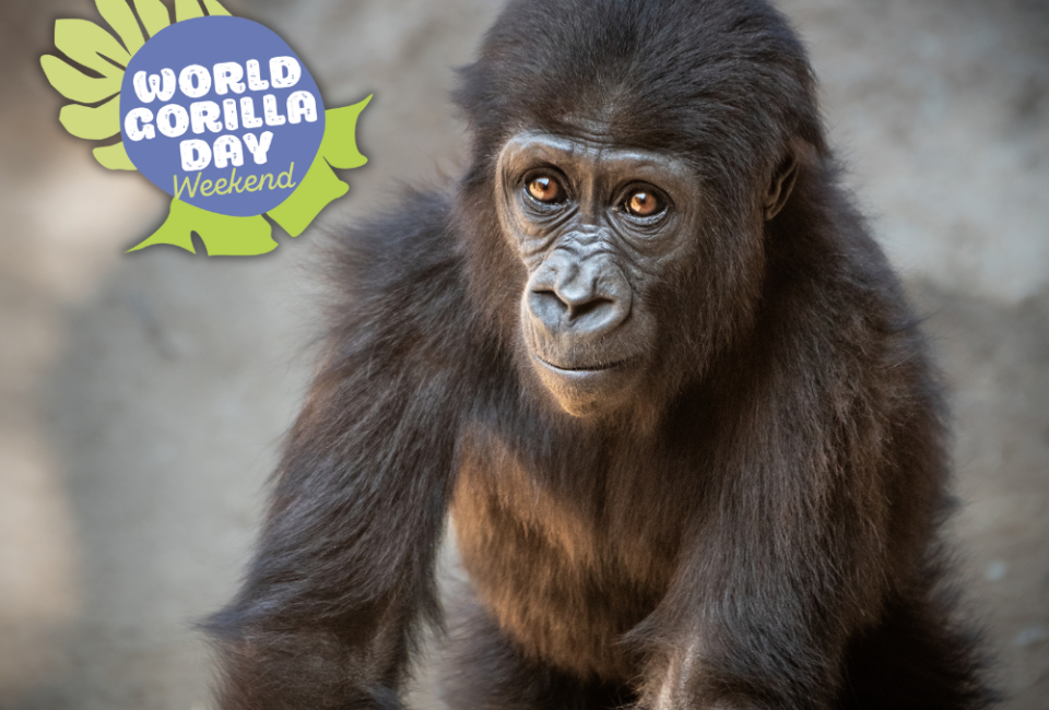 World Gorilla Day Weekend 2023 | Mommy Poppins - Things To Do in Los ...