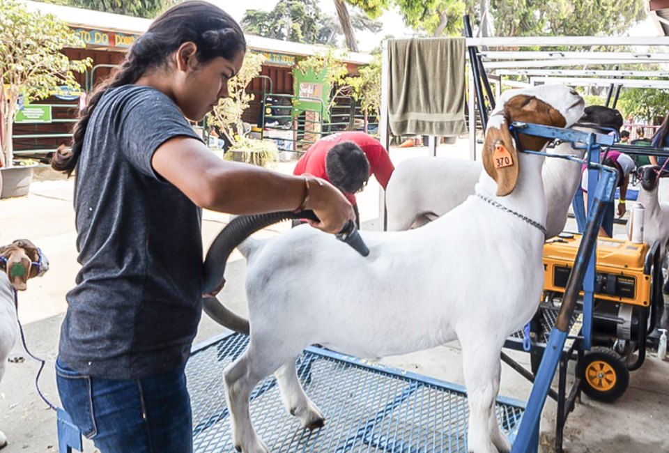 Ventura County Fair brings all the fair fun to the seaside. Photo courtesy of the Ventura County Fair
