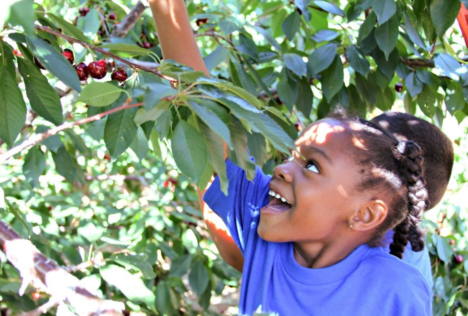 Picking your own makes them taste extra sweet. Photo courtesy of Villa del Sol