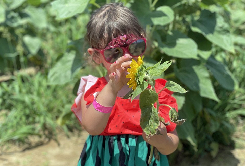 Whether it's the Tulip Festival in the spring, or the Sunflower Fest in late summer, there's always something fun happening at Waterdrinker Family Farms. 