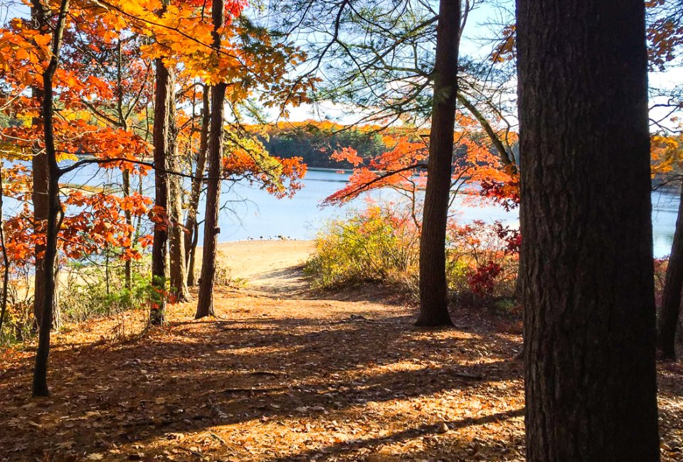 Veterans Day Weekend in Boston coincides with Free Entrance Days in the National Parks ! Photo courtesy of Walden Pond