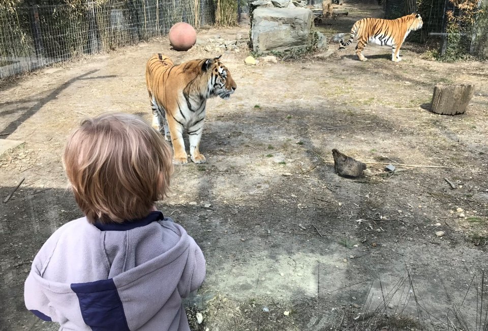 Playful tigers are so close, you feel like you're in the cage with them at the family-friendly Cohanzick Zoo.