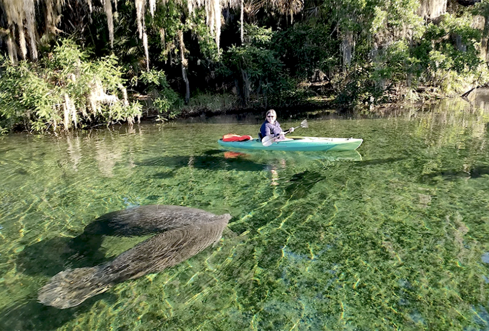 These gentle giants love the warm waters at Blue Springs in Central Florida. Photo by the author