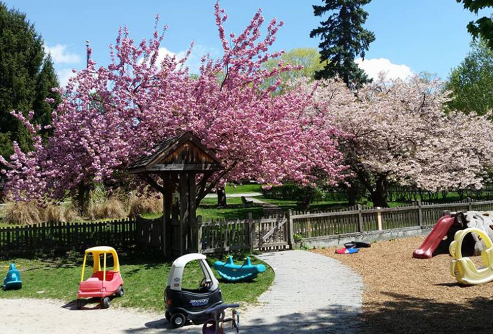 Cherry Blossoms at Tiny Tots Park 