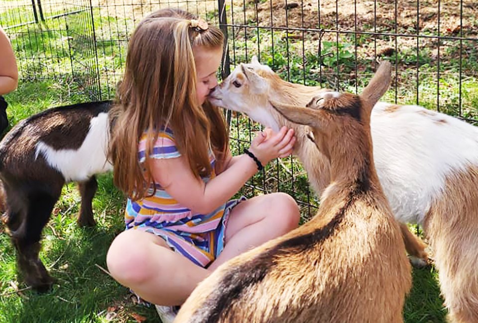  Join the Animal Farm Foundation in Amenia this weekend for a fun-filled afternoon interacting with baby goats. Photo courtesy of the farm