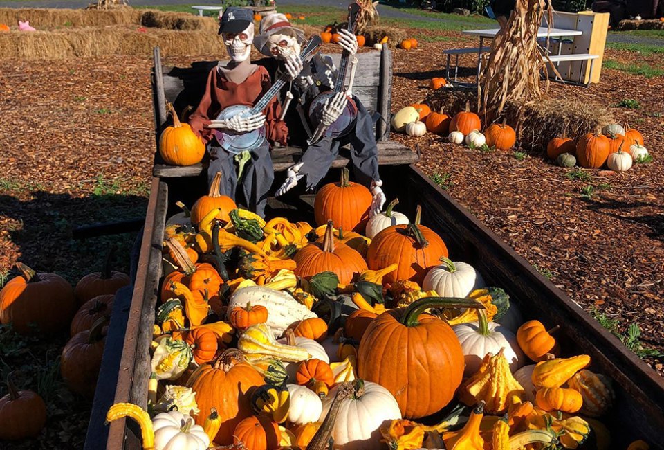 Pierson's Farm offers a pumpkin patch and plenty more fall fun. 