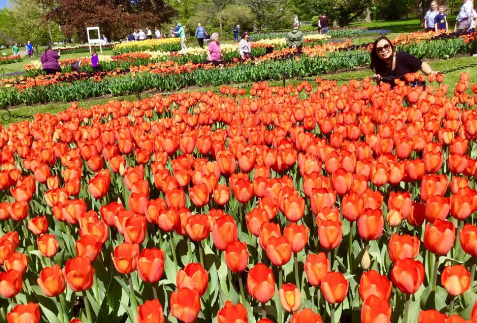 Albany's Dutch heritage is celebrated at its annual Tulip Festival with more than 140,000 tulips. Photo courtesy of the festival 