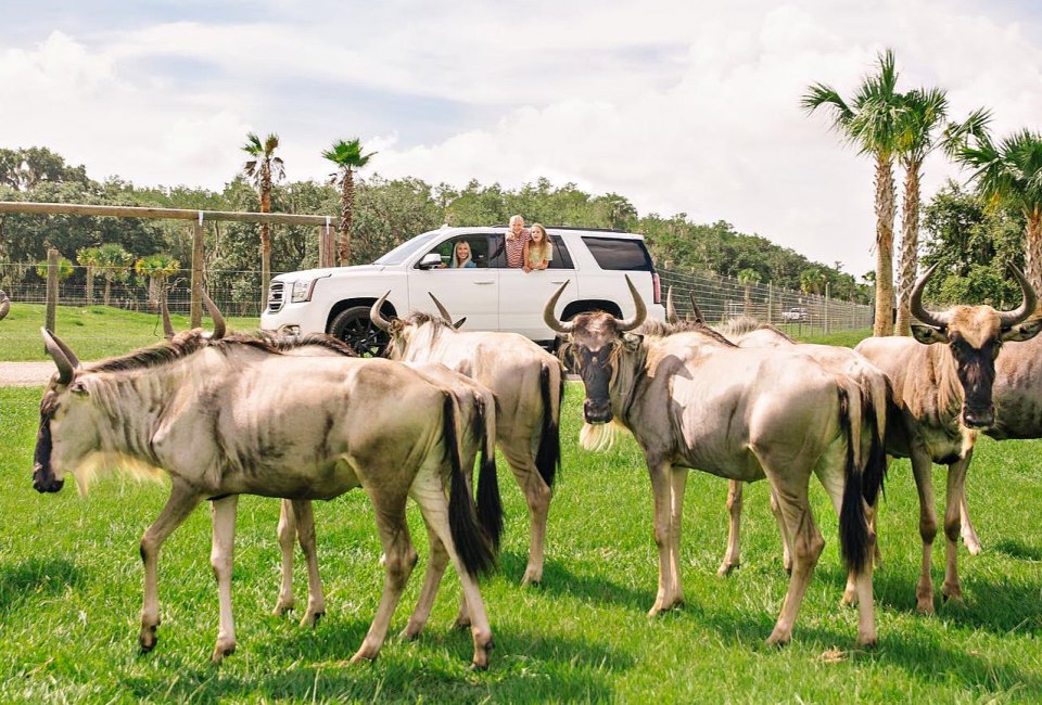 The Wild Florida Drive-Thru gives you a front-seat view to exotic herds. Photo by Eva S., courtesy of Wild Florida/Facebook