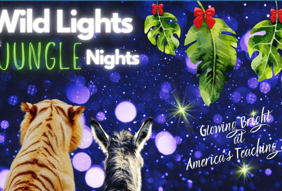Wild Lights and Jungle Nights