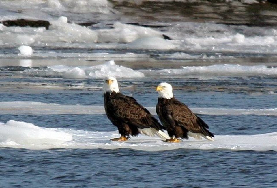 bald eagles nests bird watching winter_wildlife_cruise connecticut_river