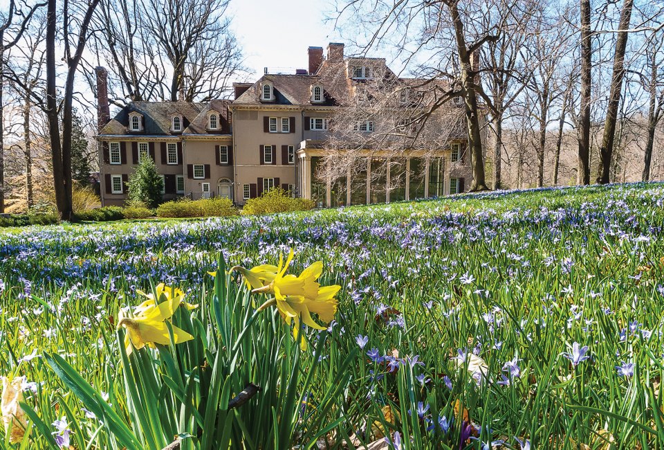 The 60-acre garden of Winterthur is just waking up with spring daffodils. Photo by Bob Leitch courtesy of Winterthur
