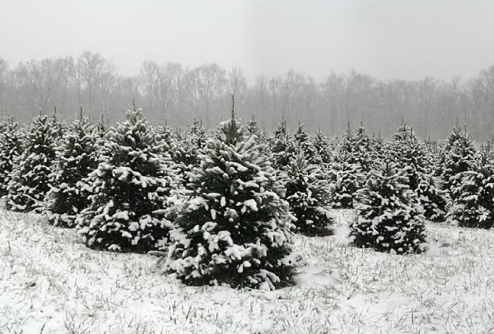 Woodsedge Tree Farm christmas tree farm nj