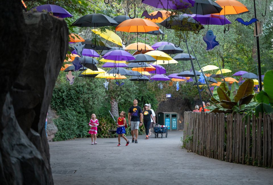 Zoo Boo after Hours at the Houston Zoo Mommy Poppins Things To Do