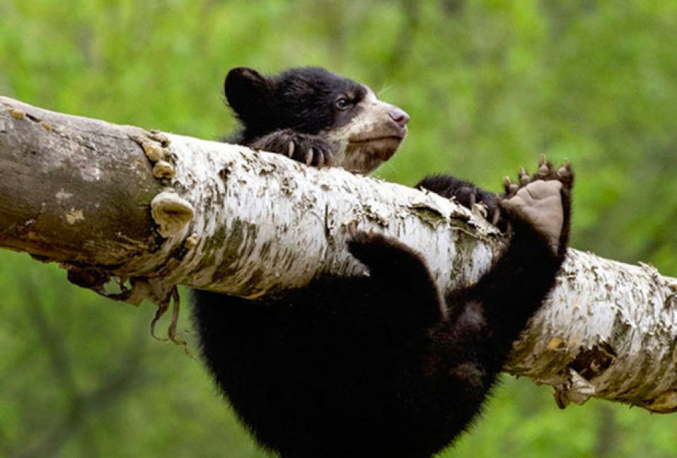 An Andean bear cub gets his bearings on a branch. Photo by Julie Larsen Maher/courtesy of WCS