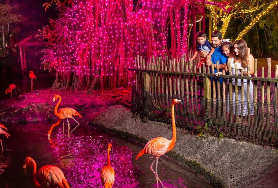 Delight in the resident flamingos at Palm Beach Zoo. Photo courtesy of the zoo